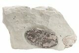 Undescribed Illaenid Trilobite - Timerzit, Morocco #235781-1